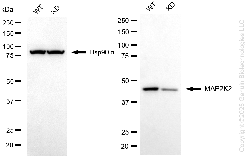KD-Validated Anti-MAP2K2 Rabbit Monoclonal Antibody ABG1324