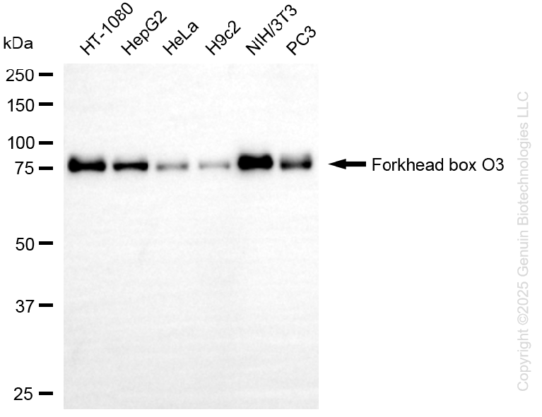 KD-Validated Anti-Forkhead Box O3 Rabbit Monoclonal Antibody ABG1325
