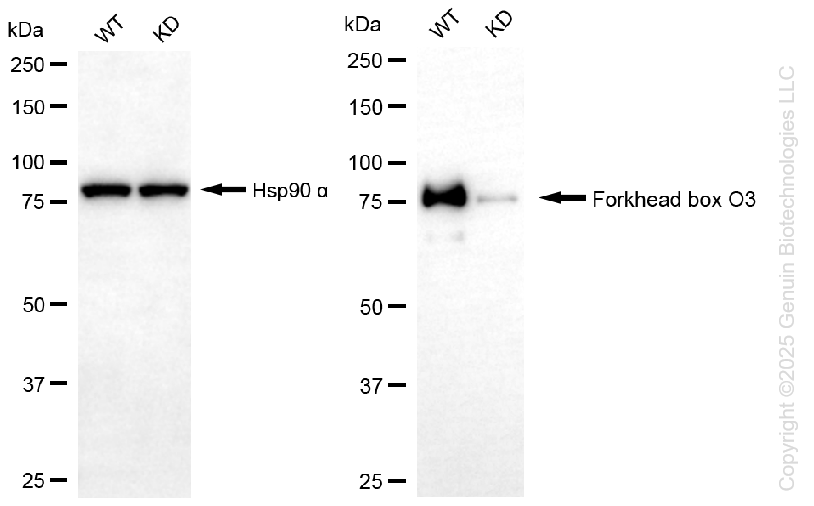 KD-Validated Anti-Forkhead Box O3 Rabbit Monoclonal Antibody ABG1325