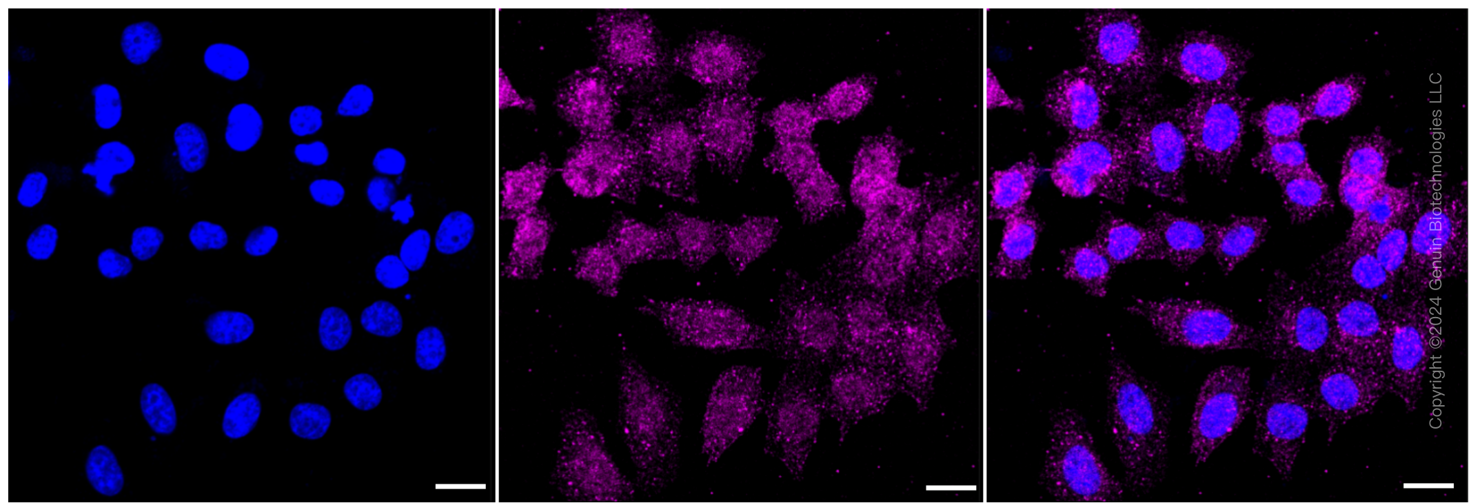 KD-Validated Anti-Caspase 2 Rabbit Monoclonal Antibody ABG1326