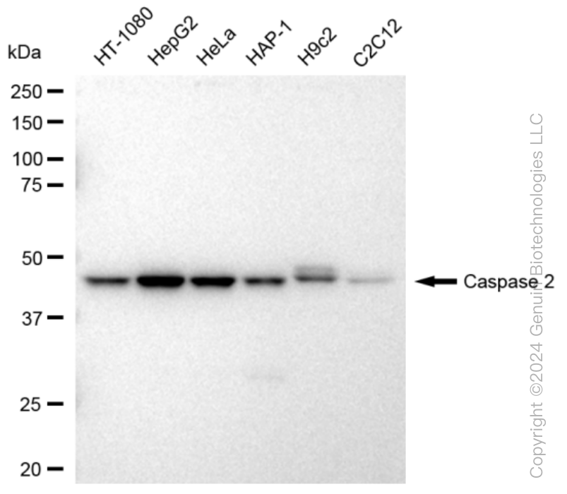 KD-Validated Anti-Caspase 2 Rabbit Monoclonal Antibody ABG1326