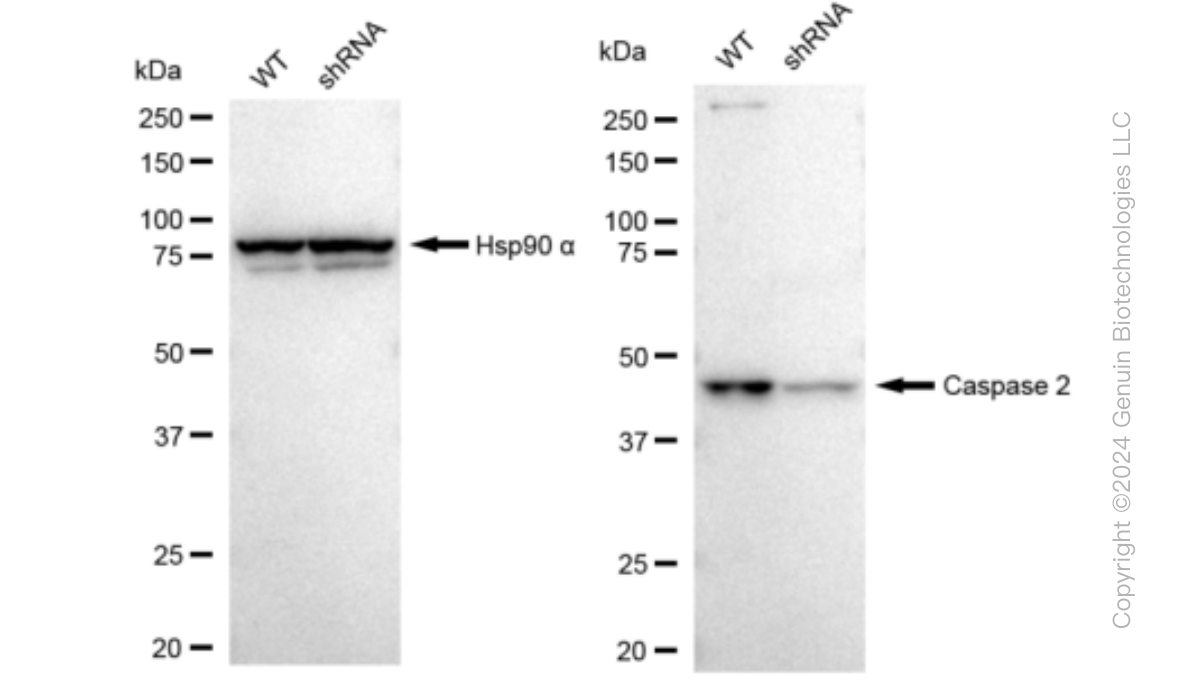 KD-Validated Anti-Caspase 2 Rabbit Monoclonal Antibody ABG1326