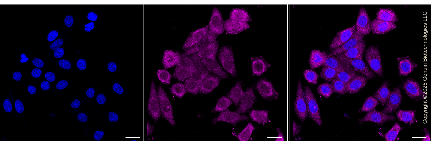 KD-Validated Anti-Cell Division Cycle 45 Rabbit Monoclonal Antibody ABG1327