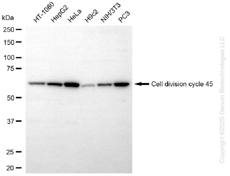 KD-Validated Anti-Cell Division Cycle 45 Rabbit Monoclonal Antibody ABG1327