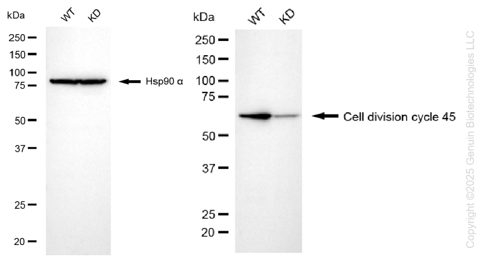 KD-Validated Anti-Cell Division Cycle 45 Rabbit Monoclonal Antibody ABG1327