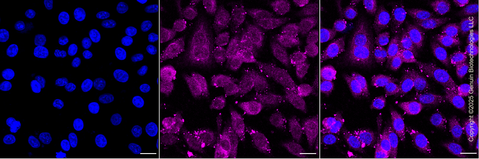 KD-Validated Anti-DNA Damage Inducible Transcript 3 Rabbit Monoclonal Antibody ABG1328