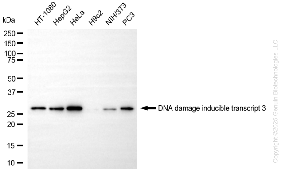 KD-Validated Anti-DNA Damage Inducible Transcript 3 Rabbit Monoclonal Antibody ABG1328