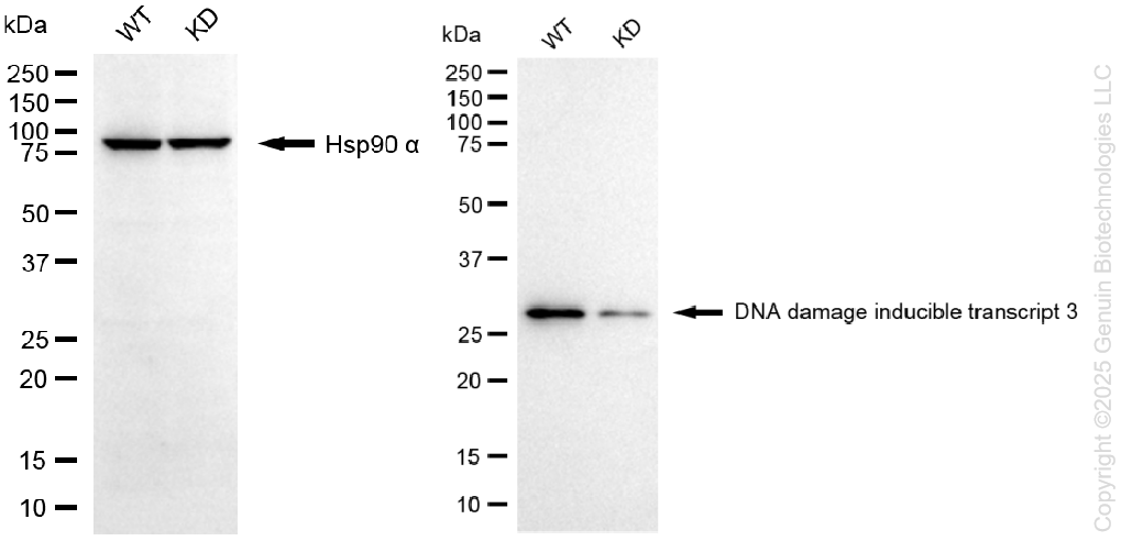 KD-Validated Anti-DNA Damage Inducible Transcript 3 Rabbit Monoclonal Antibody ABG1328