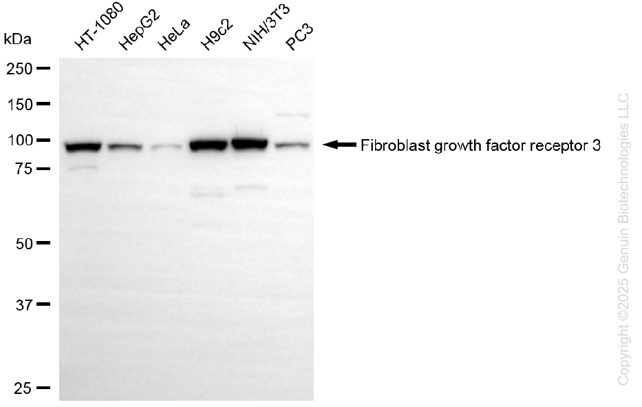 KD-Validated Anti-Fibroblast Growth Factor Receptor 3 Rabbit Monoclonal Antibody ABG1329