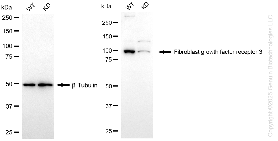 KD-Validated Anti-Fibroblast Growth Factor Receptor 3 Rabbit Monoclonal Antibody ABG1329
