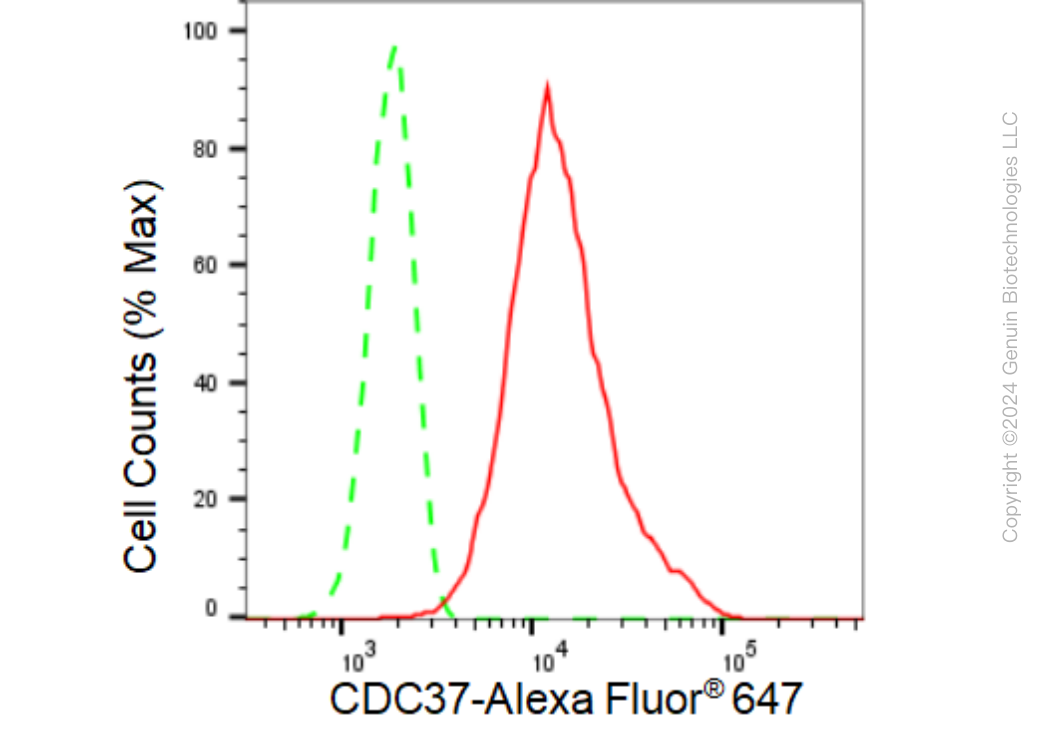 KD-Validated Anti-CDC37 Rabbit Monoclonal Antibody ABG1332