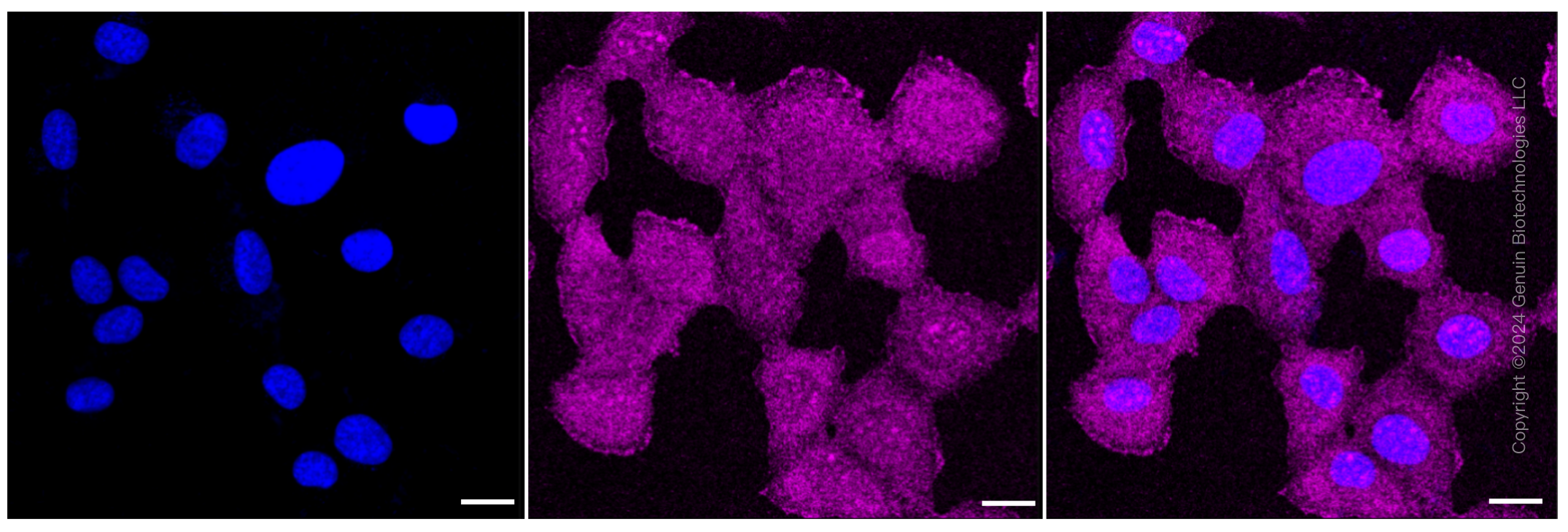 KD-Validated Anti-CDC37 Rabbit Monoclonal Antibody ABG1332