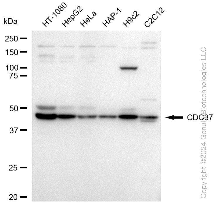 KD-Validated Anti-CDC37 Rabbit Monoclonal Antibody ABG1332