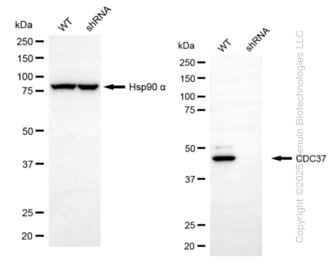 KD-Validated Anti-CDC37 Rabbit Monoclonal Antibody ABG1332