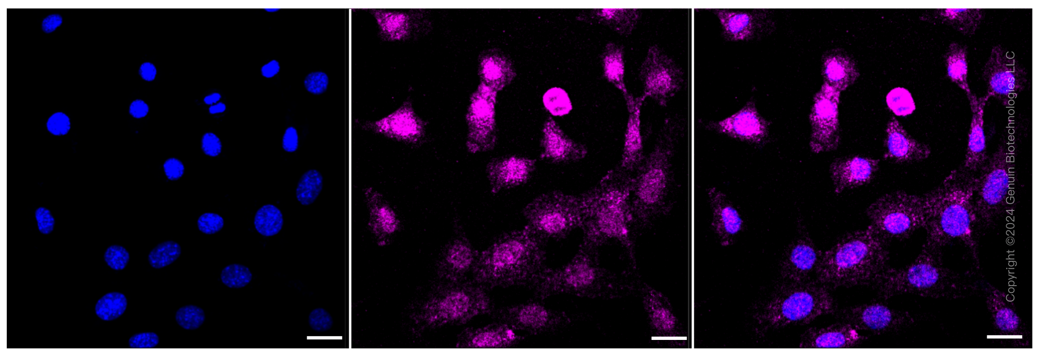 KD-Validated Anti-Chondroitin sulfate proteoglycan 4 Rabbit Monoclonal Antibody ABG1333