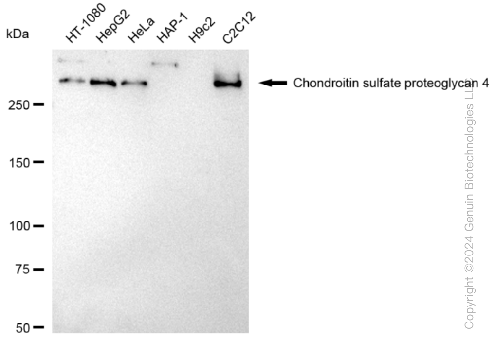 KD-Validated Anti-Chondroitin sulfate proteoglycan 4 Rabbit Monoclonal Antibody ABG1333