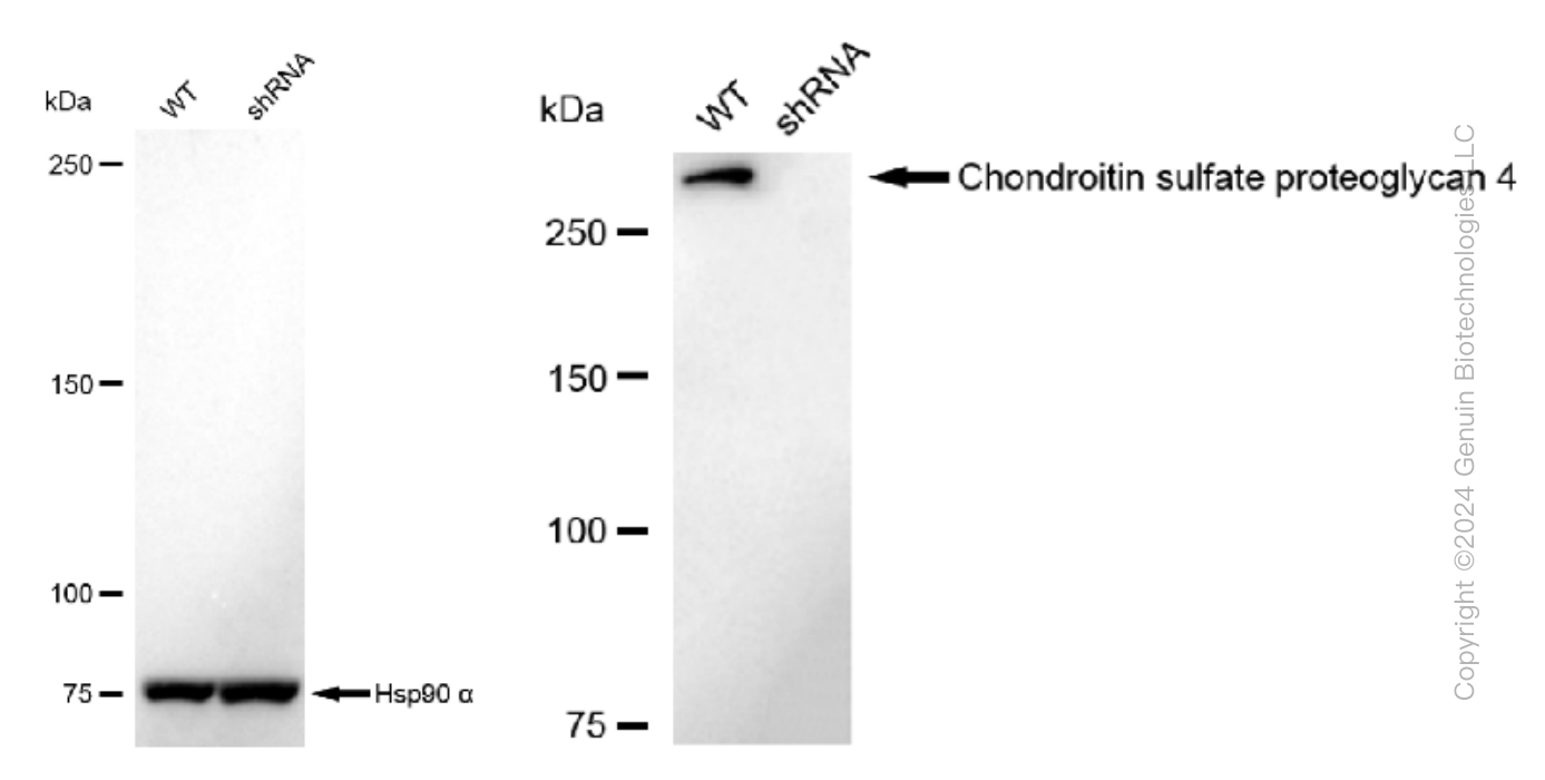 KD-Validated Anti-Chondroitin sulfate proteoglycan 4 Rabbit Monoclonal Antibody ABG1333