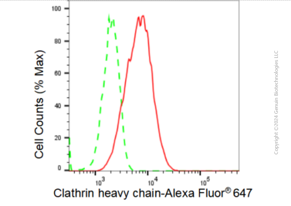 KD-Validated Anti-Clathrin heavy chain Rabbit Monoclonal Antibody ABG1334