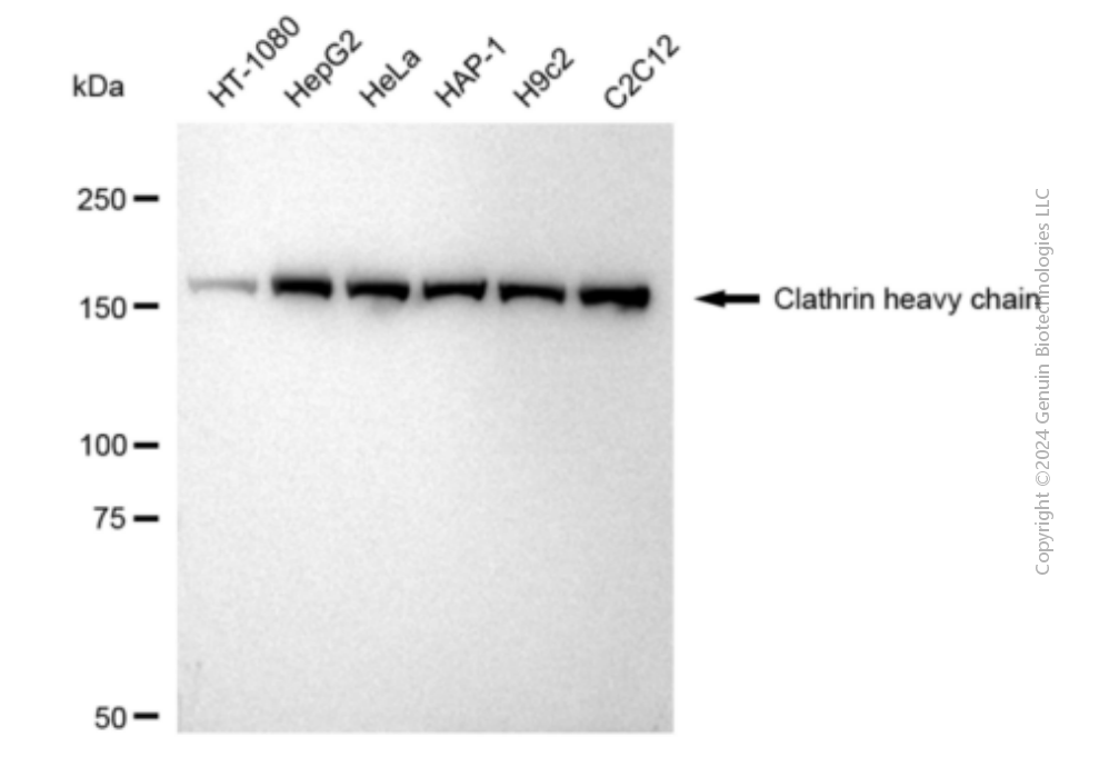 KD-Validated Anti-Clathrin heavy chain Rabbit Monoclonal Antibody ABG1334