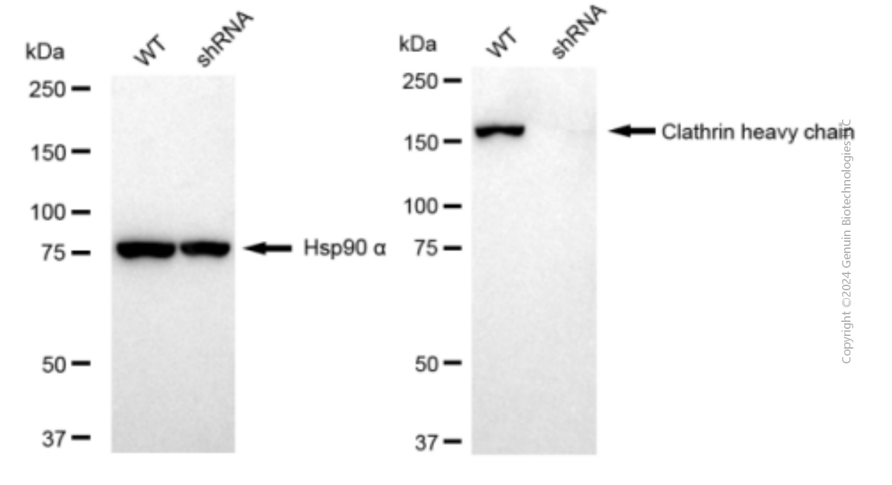 KD-Validated Anti-Clathrin heavy chain Rabbit Monoclonal Antibody ABG1334
