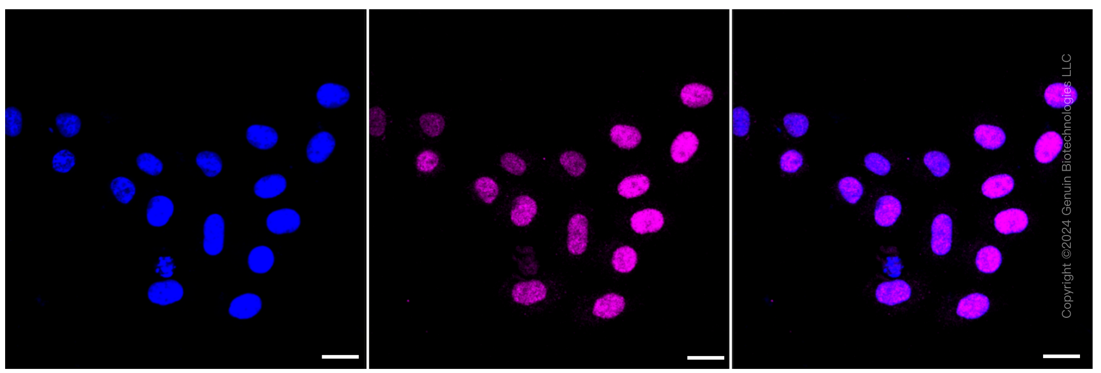 KD-Validated Anti-Cyclin e2 Rabbit Monoclonal Antibody ABG1335