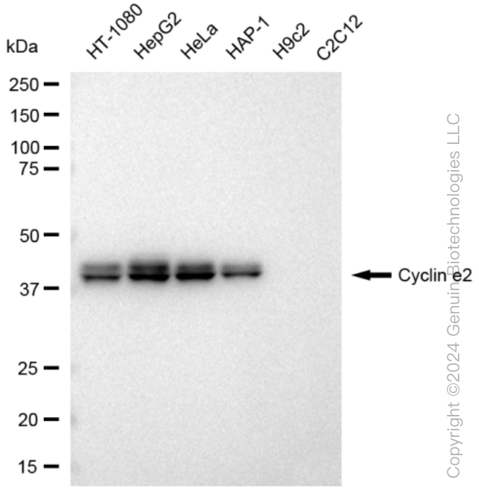 KD-Validated Anti-Cyclin e2 Rabbit Monoclonal Antibody ABG1335