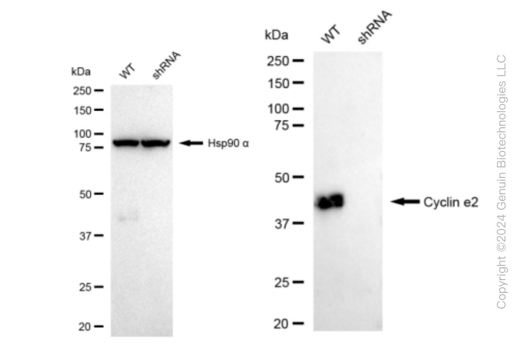 KD-Validated Anti-Cyclin e2 Rabbit Monoclonal Antibody ABG1335