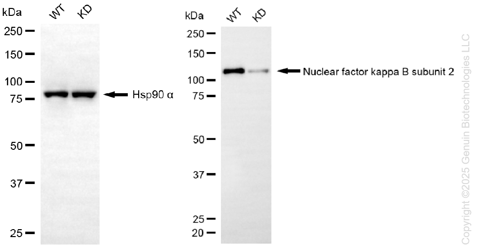 KD-Validated Anti-Nuclear Factor Kappa B Subunit 2 Rabbit Monoclonal Antibody ABG1336