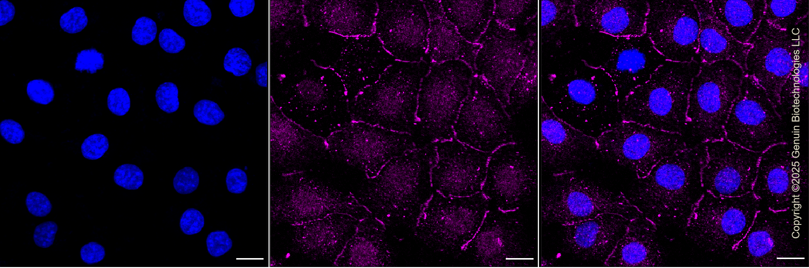 KD-Validated Anti-DDAH1 Rabbit Monoclonal Antibody ABG1337
