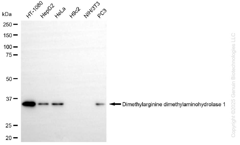 KD-Validated Anti-DDAH1 Rabbit Monoclonal Antibody ABG1337