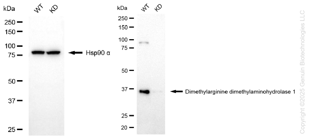 KD-Validated Anti-DDAH1 Rabbit Monoclonal Antibody ABG1337