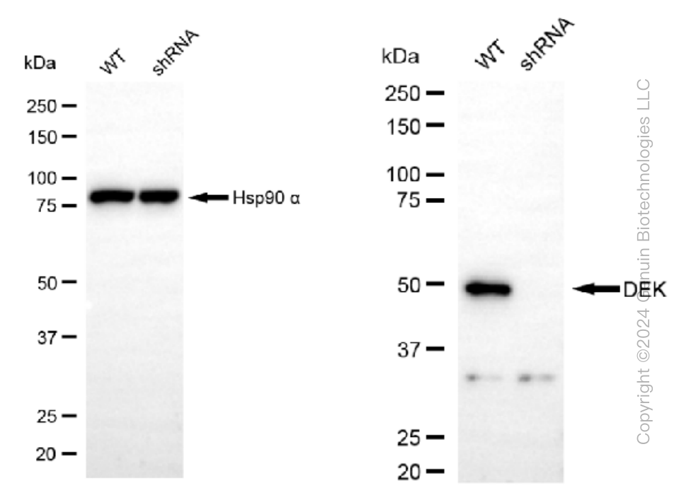 KD-Validated Anti-DEK Rabbit Monoclonal Antibody ABG1338