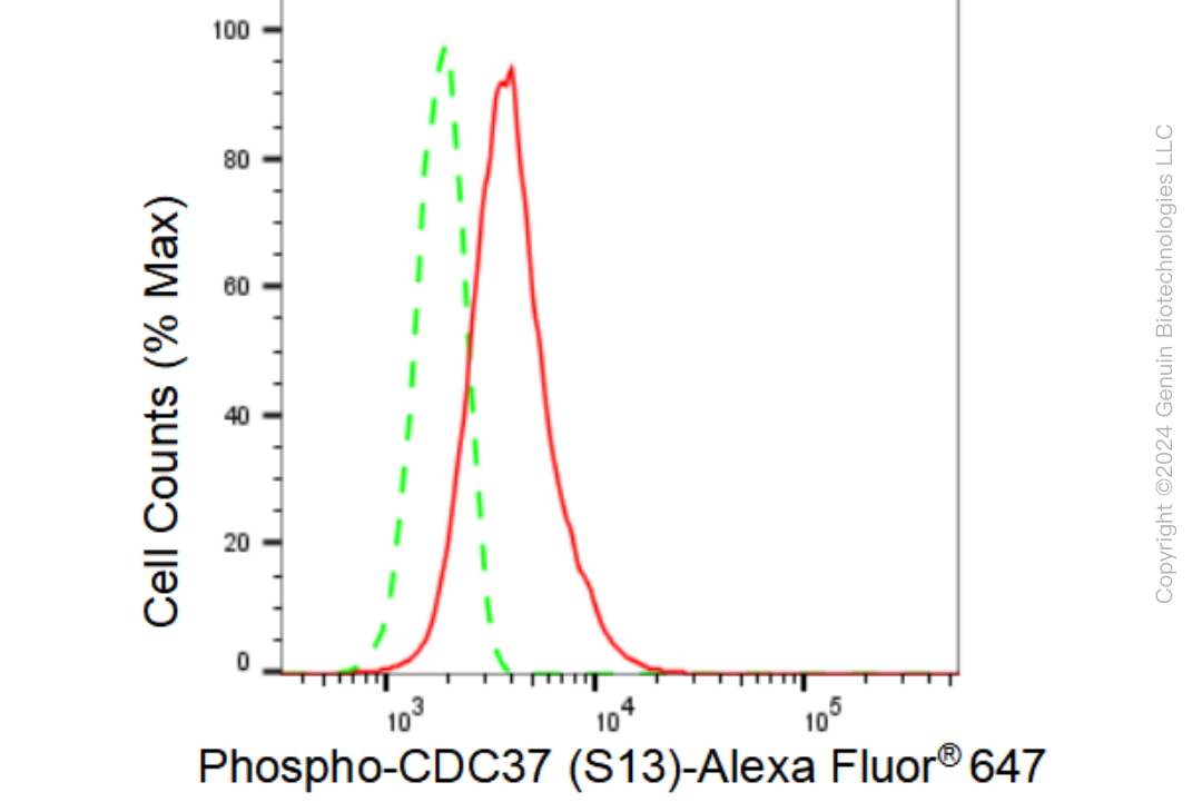 KD-Validated Anti-Phospho-CDC37 (S13) Rabbit Monoclonal Antibody ABG1339