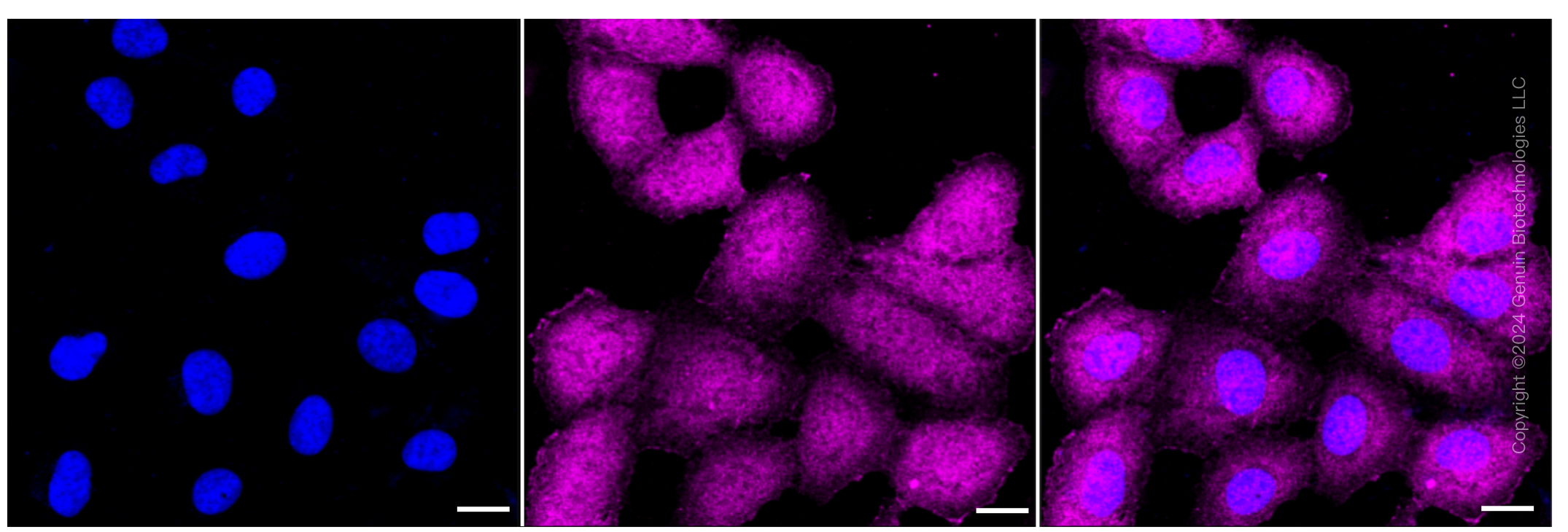 KD-Validated Anti-Phospho-CDC37 (S13) Rabbit Monoclonal Antibody ABG1339