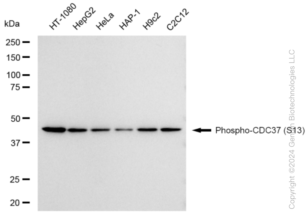 KD-Validated Anti-Phospho-CDC37 (S13) Rabbit Monoclonal Antibody ABG1339