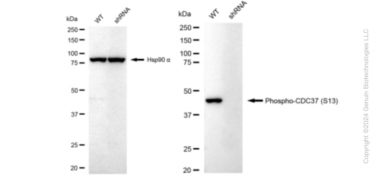 KD-Validated Anti-Phospho-CDC37 (S13) Rabbit Monoclonal Antibody ABG1339