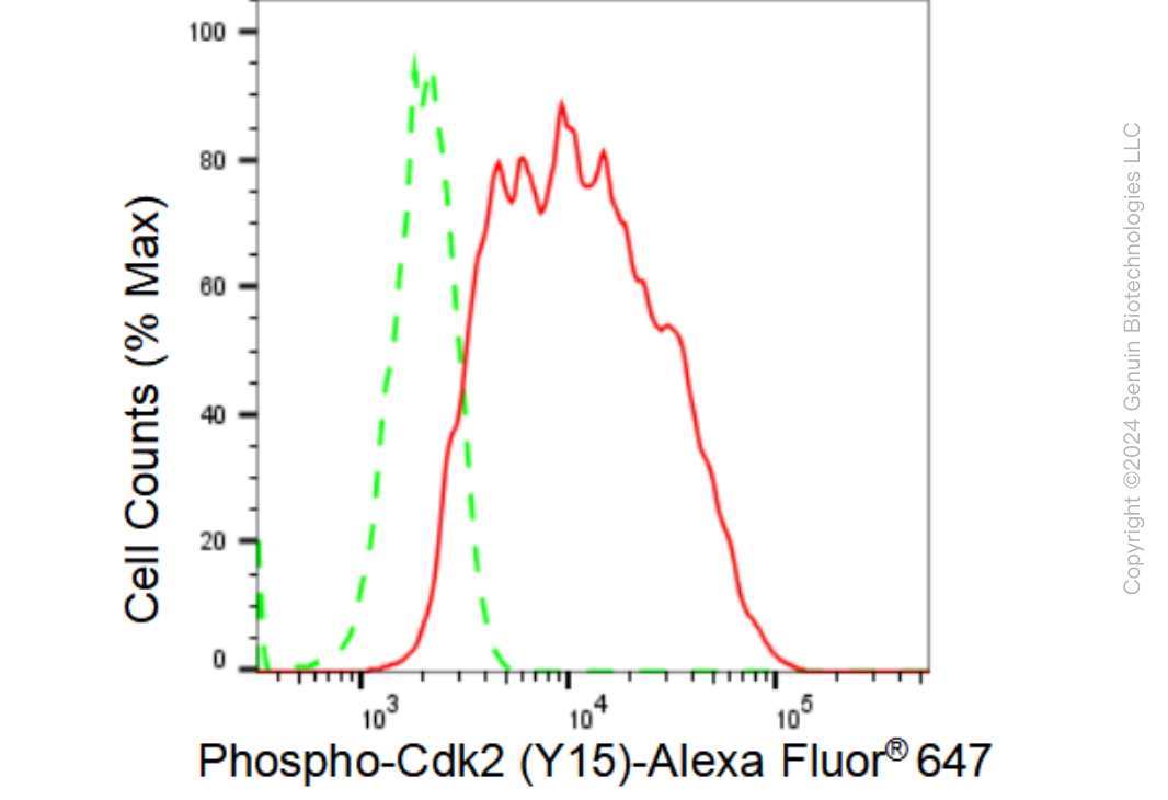 KD-Validated Anti-Phospho-Cdk2 (Y15) Rabbit Monoclonal Antibody ABG1340