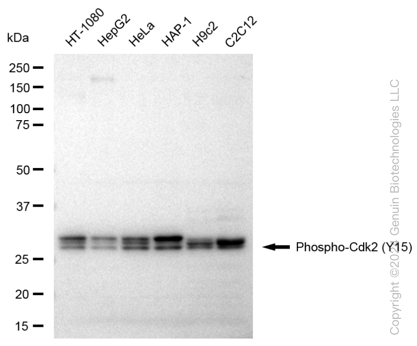KD-Validated Anti-Phospho-Cdk2 (Y15) Rabbit Monoclonal Antibody ABG1340