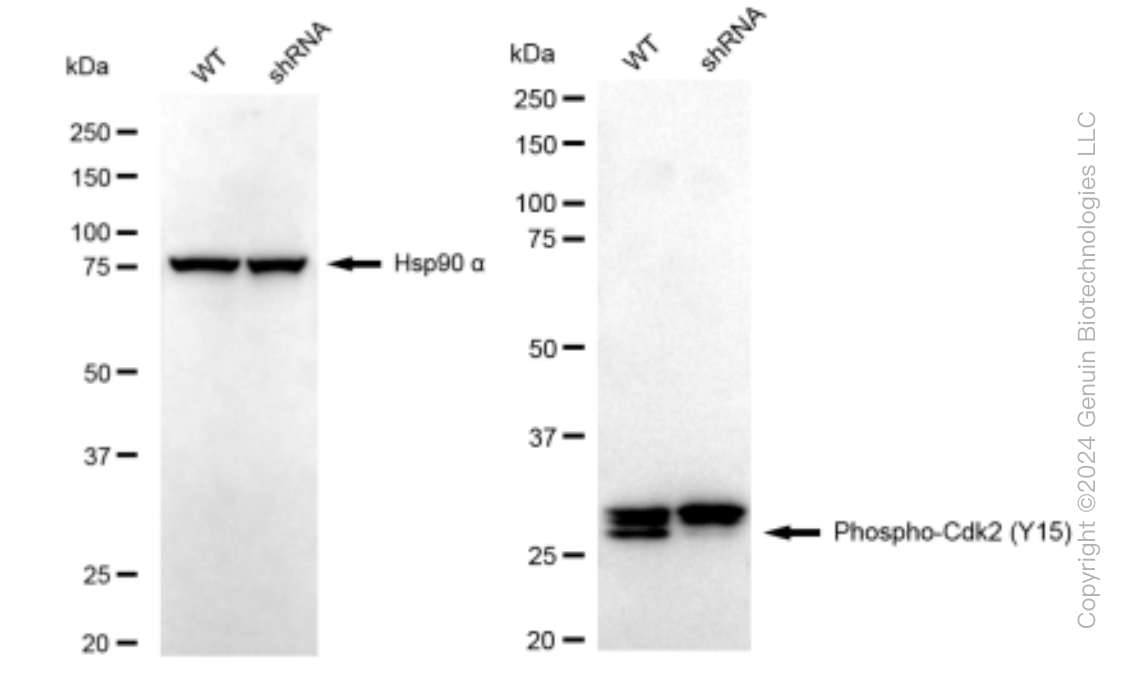 KD-Validated Anti-Phospho-Cdk2 (Y15) Rabbit Monoclonal Antibody ABG1340