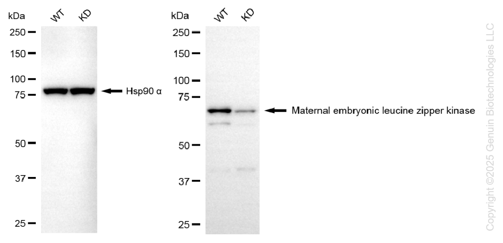 KD-Validated Anti-MELK Rabbit Monoclonal Antibody ABG1341