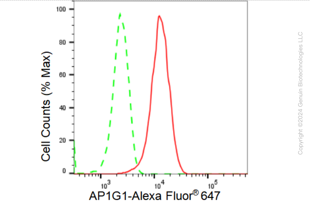 KD-Validated Anti-AP1G1 Rabbit Monoclonal Antibody ABG1342