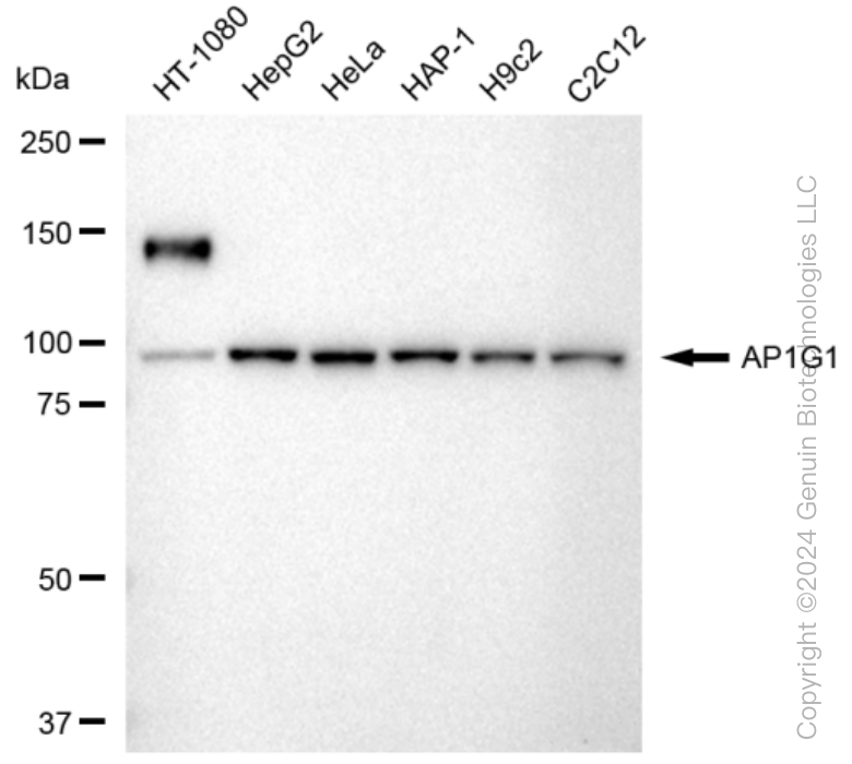 KD-Validated Anti-AP1G1 Rabbit Monoclonal Antibody ABG1342