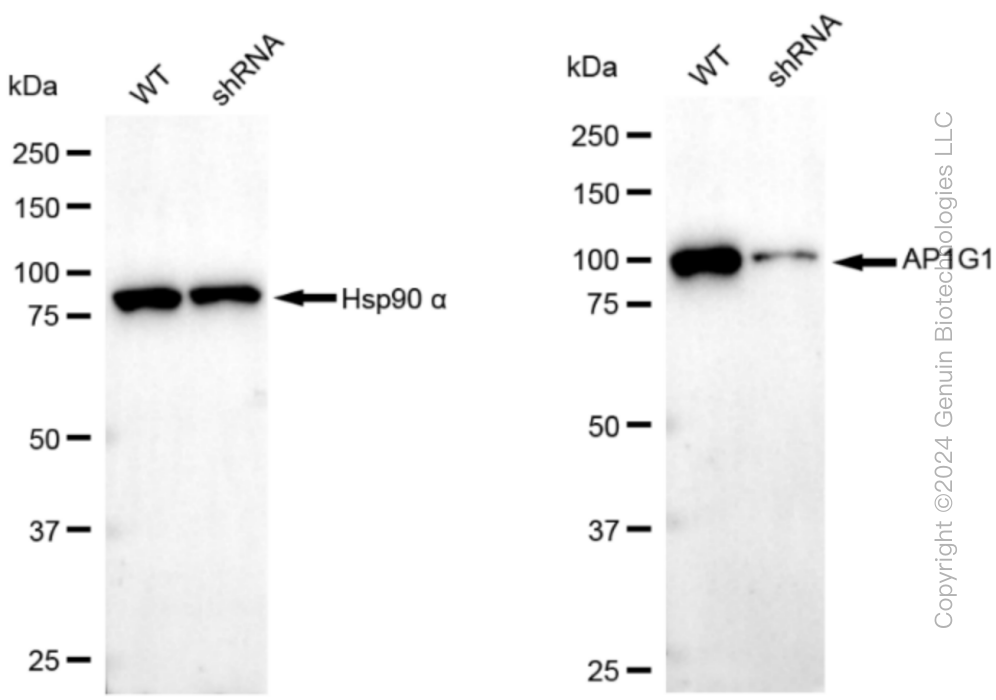 KD-Validated Anti-AP1G1 Rabbit Monoclonal Antibody ABG1342