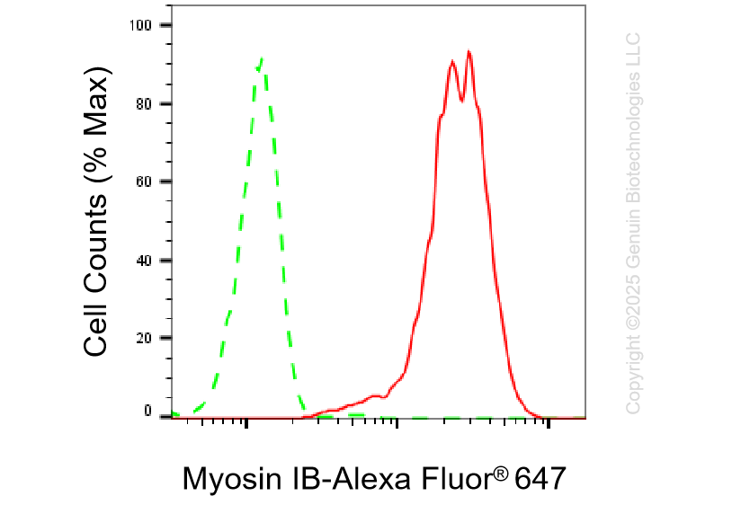 KD-Validated Anti-Myosin IB Rabbit Monoclonal Antibody ABG1343