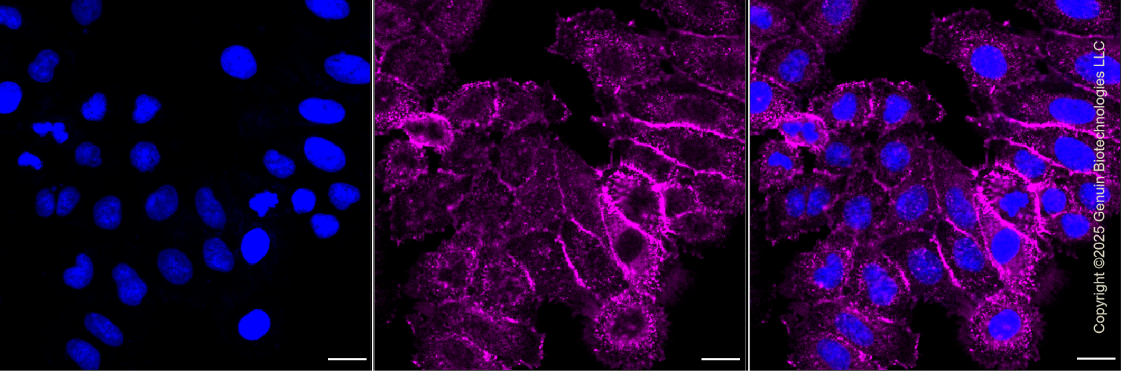 KD-Validated Anti-Myosin IB Rabbit Monoclonal Antibody ABG1343
