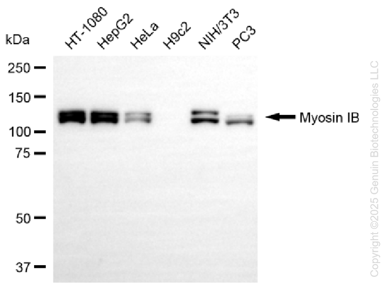 KD-Validated Anti-Myosin IB Rabbit Monoclonal Antibody ABG1343