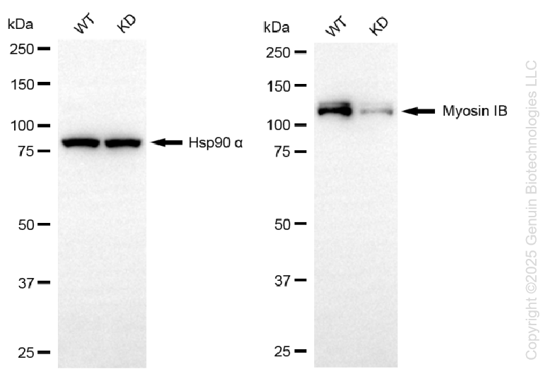 KD-Validated Anti-Myosin IB Rabbit Monoclonal Antibody ABG1343