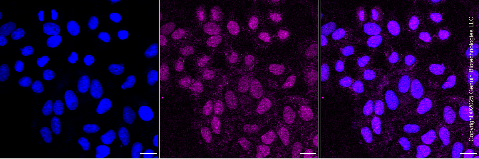 KD-Validated Anti-Nth Like DNA Glycosylase 1 Rabbit Monoclonal Antibody ABG1344