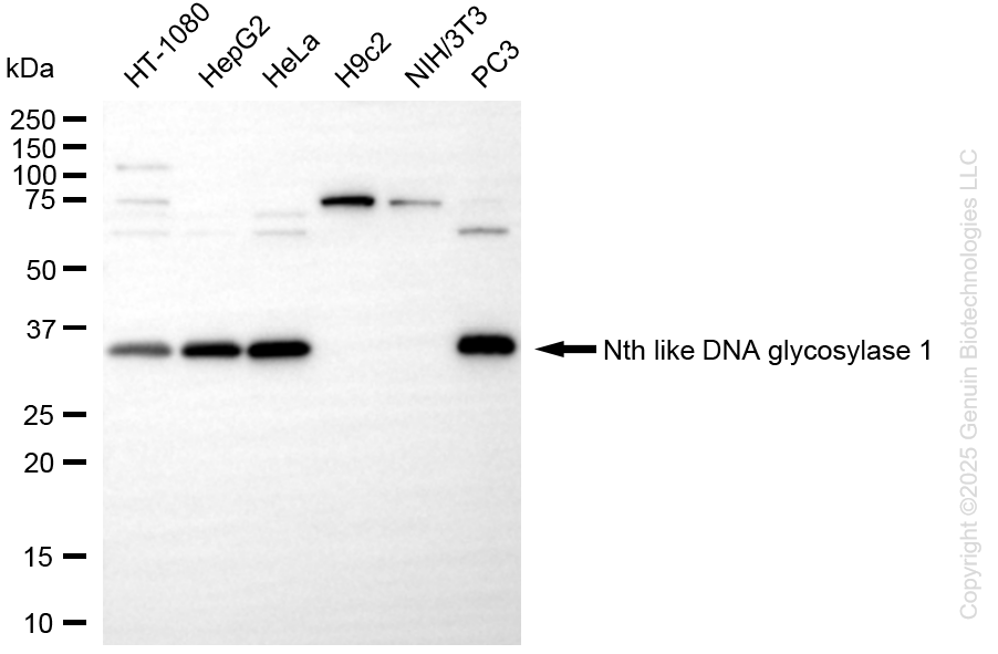 KD-Validated Anti-Nth Like DNA Glycosylase 1 Rabbit Monoclonal Antibody ABG1344