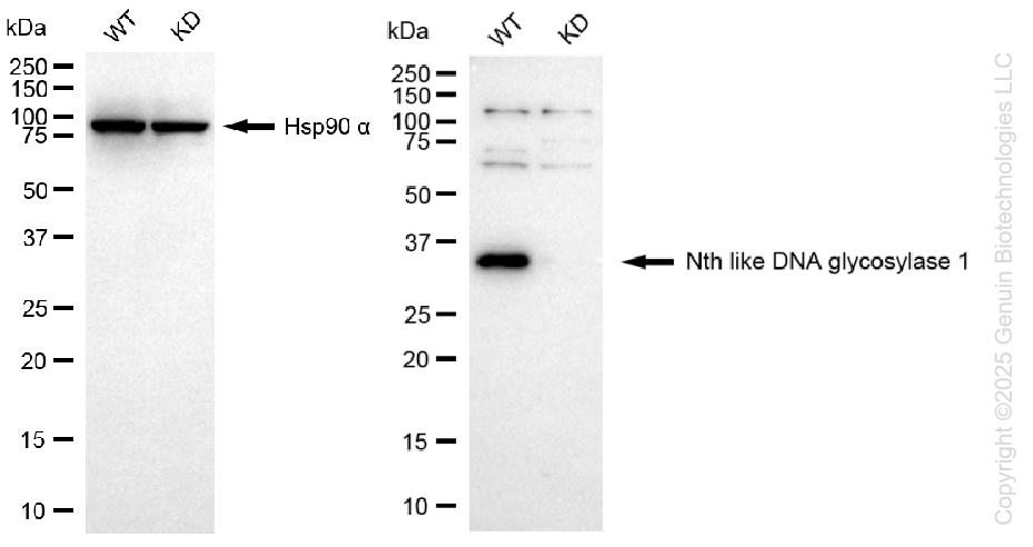 KD-Validated Anti-Nth Like DNA Glycosylase 1 Rabbit Monoclonal Antibody ABG1344